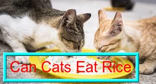 Can Cats Eat Rice