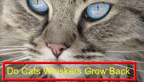 Do cats Whisker Grow Back