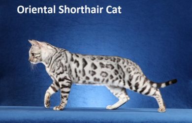 Oriental Shorthair Cat