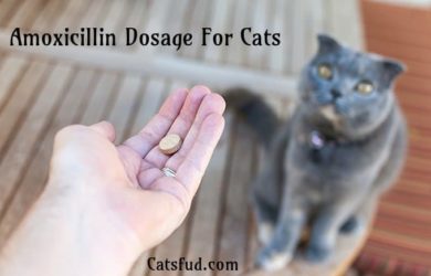 Amoxicillin Dosage For Cats