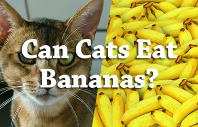 Can Cats Eat Bananas