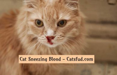 Cat Sneezing Blood