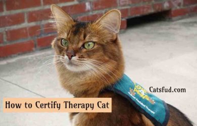 Therapy Cat