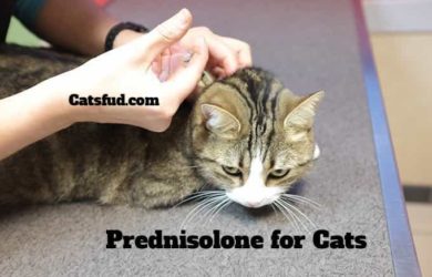 Prednisolone for Cats