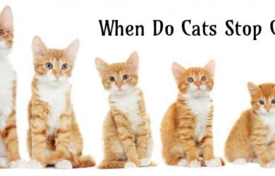 When Do Cats Stop Growing
