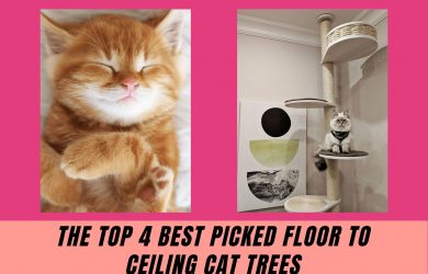 Floor To Ceiling Cat Trees